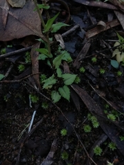 Pterostylis crispula