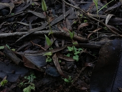 Pterostylis crispula