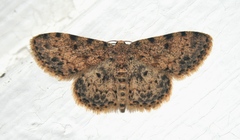 Scopula nigrinotata