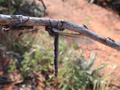 Ascaloptynx appendiculata