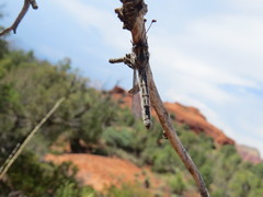 Ascaloptynx appendiculata