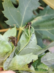 Dasineura aceris