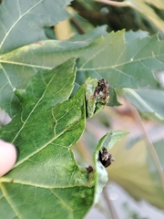 Dasineura aceris
