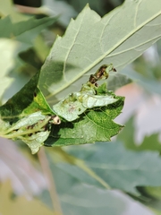 Dasineura aceris