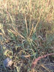 Digitaria debilis