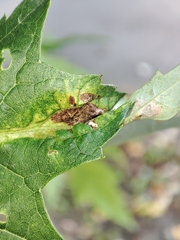 Dasineura aceris