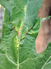 Dasineura aceris