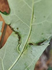 Dasineura aceris