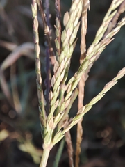 Digitaria debilis