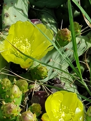 Opuntia