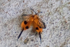 Himantopterus