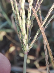 Digitaria debilis