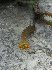 Sedum morrisonense