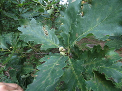 Quercus petraea iberica