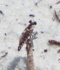 Stichopogon abdominalis