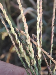 Digitaria debilis