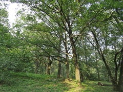 Quercus petraea iberica