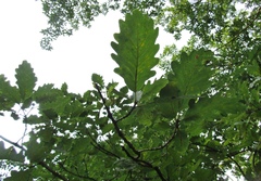 Quercus petraea iberica