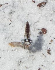 Stichopogon abdominalis