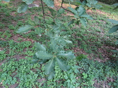 Quercus petraea iberica