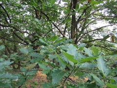 Quercus petraea iberica