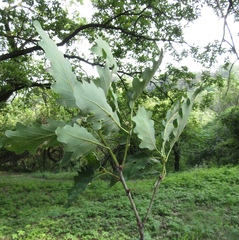 Quercus petraea iberica