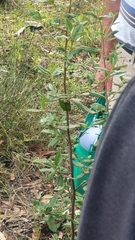 Spyridium globulosum