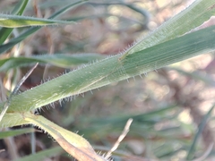 Digitaria debilis