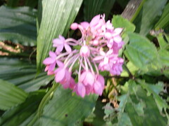 Calanthe triplicata
