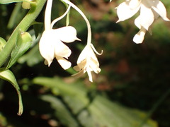Calanthe triplicata