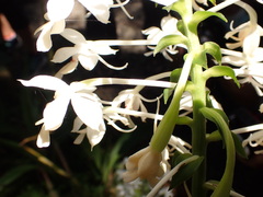 Calanthe triplicata