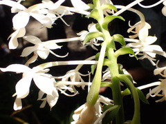 Calanthe triplicata