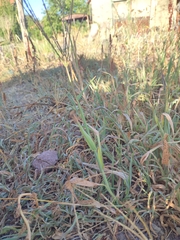 Digitaria debilis