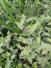 Persicaria thunbergii