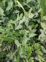 Persicaria thunbergii