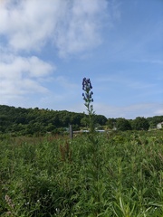 Aconitum sachalinense