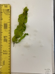 Ulva linza