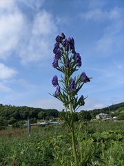 Aconitum sachalinense