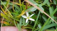 Moehringia umbrosa