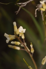 Boechera sparsiflora