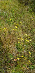 Pedicularis longiflora