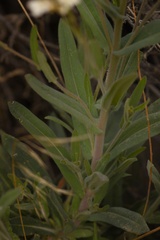 Boechera sparsiflora