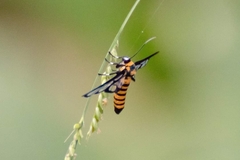 Amata sperbius