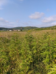 Jacobaea cannabifolia