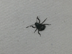 Halyomorpha halys