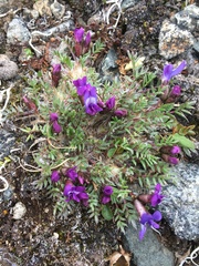 Oxytropis scammaniana
