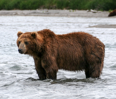 Ursus arctos beringianus