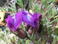 Oxytropis scammaniana