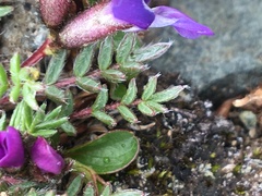 Oxytropis scammaniana