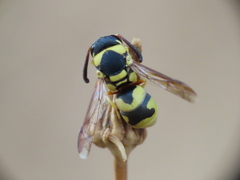 Euodynerus variegatus